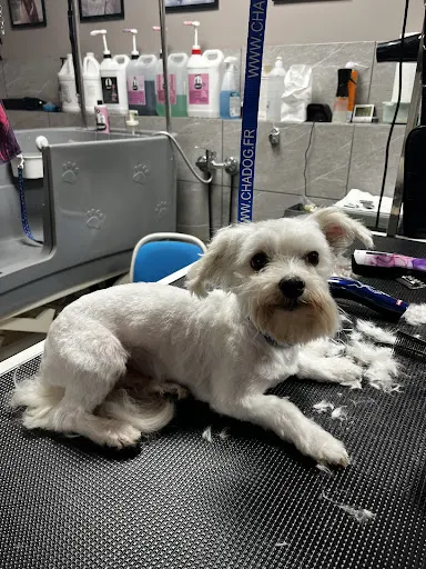 Salon Groomerski "Wibrys"